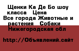 Щенки Ка Де Бо шоу класса › Цена ­ 60 000 - Все города Животные и растения » Собаки   . Нижегородская обл.